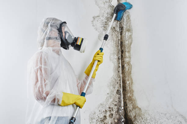 Best Attic Mold Remediation in Stevenson Ranch, CA