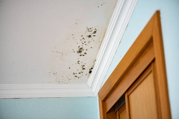 Best Mold Remediation for Schools in Stevenson Ranch, CA