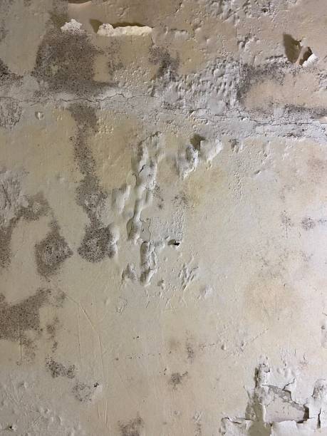 Best HVAC Mold Remediation in Stevenson Ranch, CA