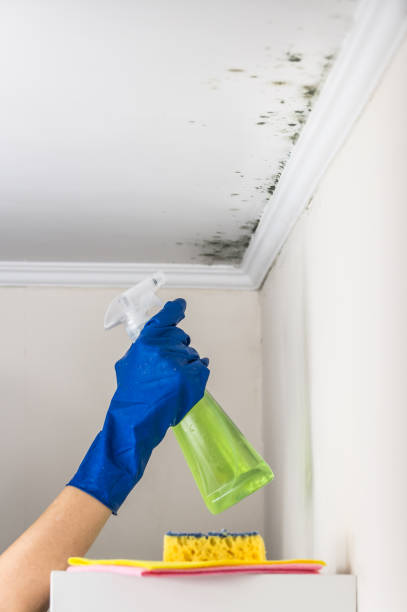 Best Mold Remediation for Schools in Stevenson Ranch, CA